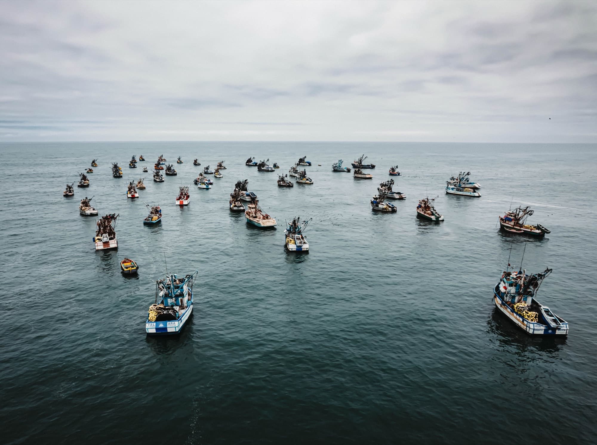 Fleet of independent fishing boats working together at sea